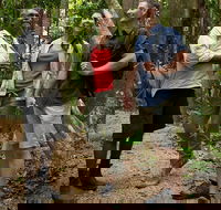 Mossman Gorge Dreamtime Walk and Low Isles Snorkeling and Sailing Cruise - Darwin Holiday