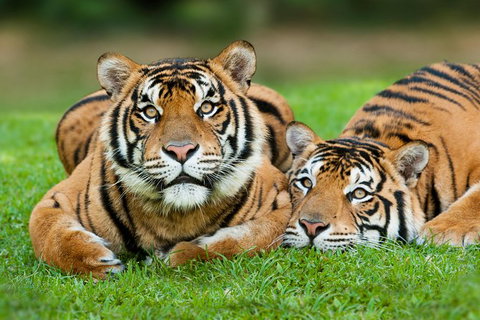 Gold Coast Attraction Pass Including Currumbin Wildlife Sanctuary And Paradise Jetboating - Darwin Holiday 9