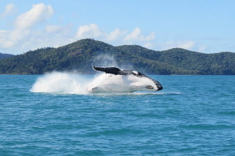 Whitsundays Whale Watching Cruise From Airlie Beach - Darwin Holiday 0