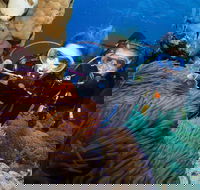 Quicksilver Dive 4 Day PADI Learn to Dive Course - Darwin Holiday