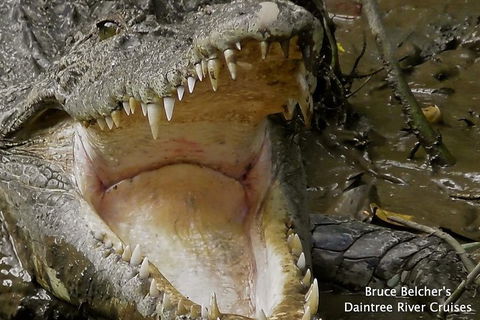 1-Hour Daintree River Wildlife Cruise - Darwin Holiday 1