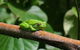 1-Hour Daintree River Wildlife Cruise - thumb 10