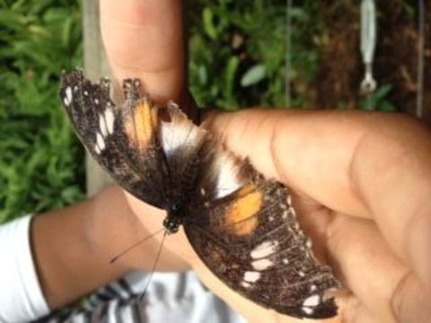 Kuranda Full-Day Small-Group Tour From Port Douglas - Darwin Holiday 8