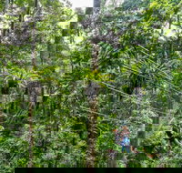 Cape Tribulation and Jungle Surfing Adventure Day from Port Douglas - Darwin Holiday