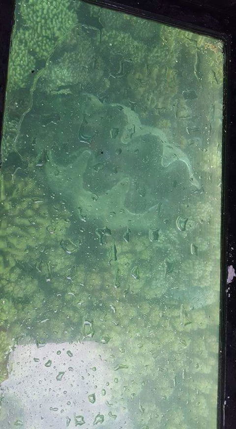 Wavedancer Low Isles Great Barrier Reef Sailing Cruise From Port Douglas - Darwin Holiday 2