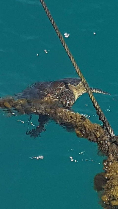 Wavedancer Low Isles Great Barrier Reef Sailing Cruise From Port Douglas - Darwin Holiday 5