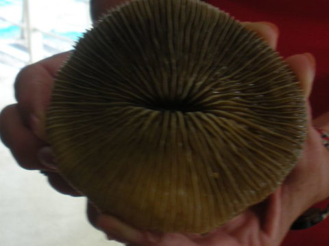 Quicksilver Outer Great Barrier Reef Snorkel Cruise From Palm Cove - Darwin Holiday 5