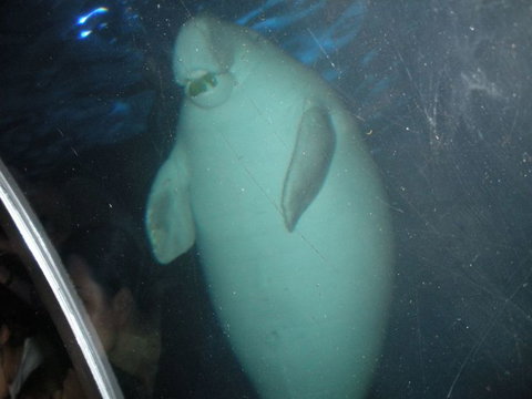 Quicksilver Outer Great Barrier Reef Snorkel Cruise From Palm Cove - Darwin Holiday 4