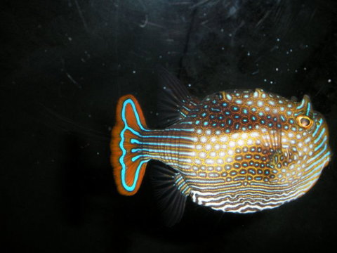 Quicksilver Outer Great Barrier Reef Snorkel Cruise From Palm Cove - Darwin Holiday 6