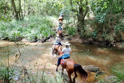 Country Day Ride From Mt Goomboorian With Rainbow Beach Horse Rides - Darwin Holiday 1