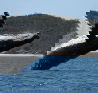 Hervey Bay Ultimate Whale Watching Cruise - Darwin Holiday