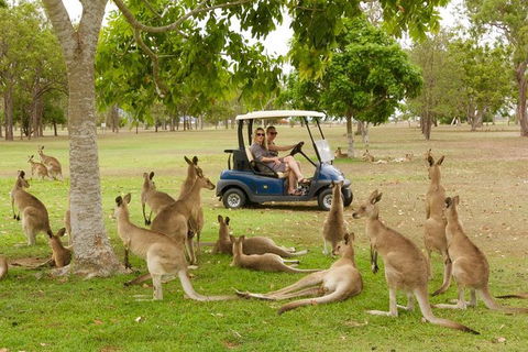 Small-Group Wildlife And Rainforest Tour From Port Douglas - Darwin Holiday 0
