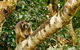 Small-Group Wildlife And Rainforest Tour From Port Douglas - thumb 1