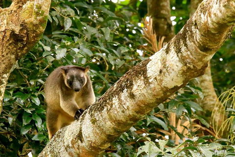 Small-Group Wildlife And Rainforest Tour From Port Douglas - Darwin Holiday 1