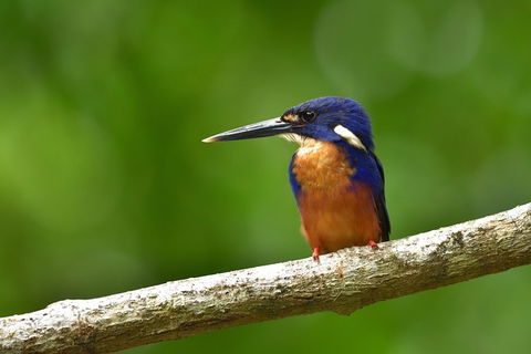 Daintree River Dawn Cruise - Darwin Holiday 0