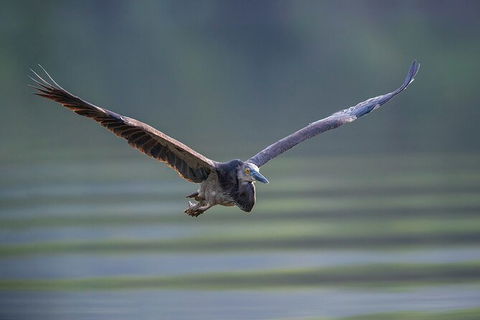 Daintree River Dawn Cruise - Darwin Holiday 10