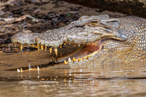 Daintree River Dawn Cruise - Darwin Holiday 15