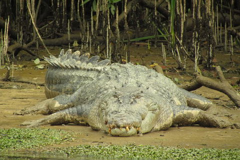 Daintree River Dawn Cruise - Darwin Holiday 13