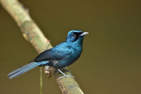 Daintree River Dawn Cruise - Darwin Holiday 11