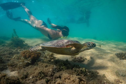 Half Day Low Isles Snorkelling Tour From Port Douglas - Darwin Holiday 6