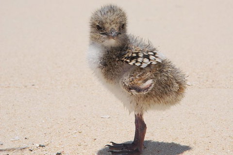 Ocean Spirit Michaelmas Cay Dive And Snorkel Cruise From Palm Cove - Darwin Holiday 6