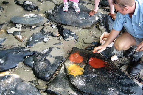 Private Daintree Wanderer Tour - Darwin Holiday 6