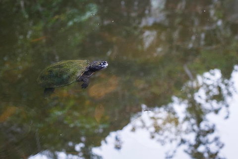 Whitsundays Tropical Rainforest, Waterfalls And Airlie Beach Eco Experience - Darwin Holiday 12