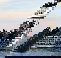 Hervey Bay Whale Watching Cruise - Darwin Holiday