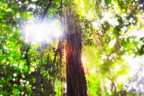 Trinity Or Kewarra Breach To Cairns Airport Private Transfer - Darwin Holiday 1