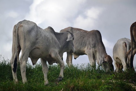 Daintree River Cruise - Darwin Holiday 6