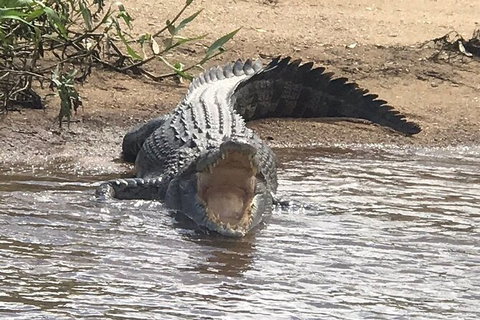 Daintree River Cruise - Darwin Holiday 5