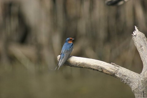 Daintree River Cruise - Darwin Holiday 8