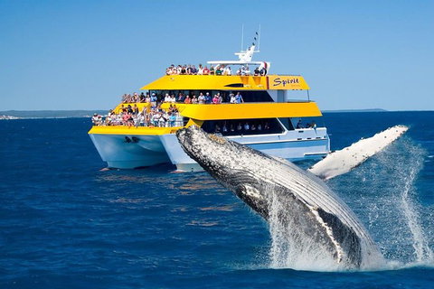 Spirit Of Hervey Bay Whale Watching Cruise - Darwin Holiday 0