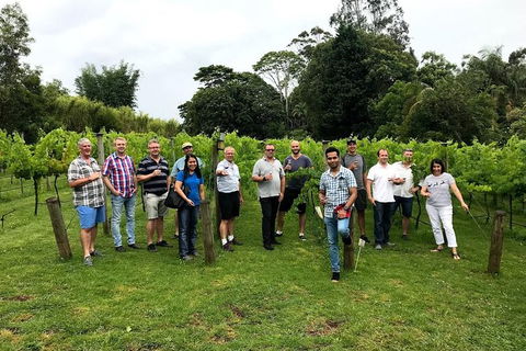 Full Day Mount Tamborine Winery Tour From Brisbane - Darwin Holiday 0