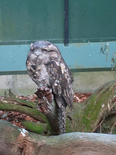 Wildlife Habitat Port Douglas - Darwin Holiday 7