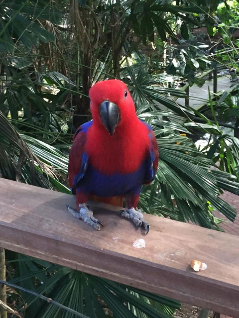 Wildlife Habitat Port Douglas - Darwin Holiday 4