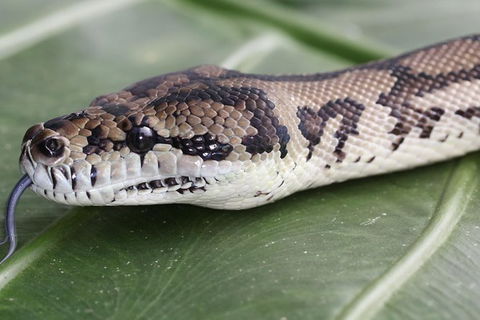 Wildlife Habitat Port Douglas - Darwin Holiday 12