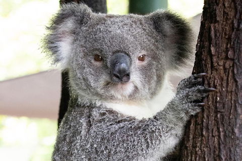 Wildlife Habitat Port Douglas - Darwin Holiday 13