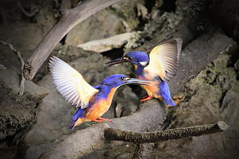 Daintree River Sunset Cruise - Darwin Holiday 3