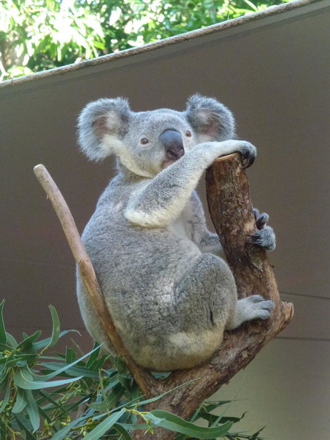 Whitehaven Beach And Hamilton Island Cruise - Darwin Holiday 6