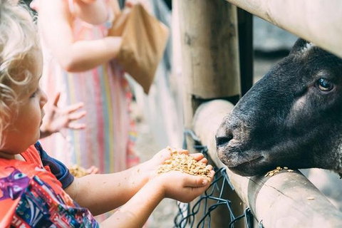 Tropical Fruit World With Wildlife Boat Cruise From Gold Coast - Darwin Holiday 12