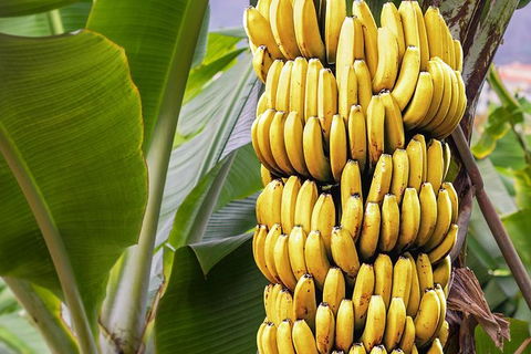 Atherton Tablelands Small-Group Food & Wine Tasting Tour From Port Douglas - Darwin Holiday 28