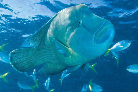 Whitehaven Beach And Hill Inlet Lookout Full-Day Snorkeling Cruise By High-Speed Catamaran - Darwin Holiday 4