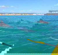 Half-Day Kayak with Dolphins and 4WD Beach Drive from Rainbow Beach - Darwin Holiday