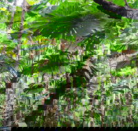 Cape Tribulation Daintree Rainforest and Wildlife Tour - Darwin Holiday