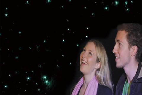 Natural Bridge Glow Worm Night Tour From Gold Coast - Darwin Holiday 6