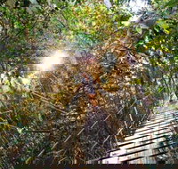 O'Reilly's Lamington National Park and Treetop Canopy Tour - Darwin Holiday