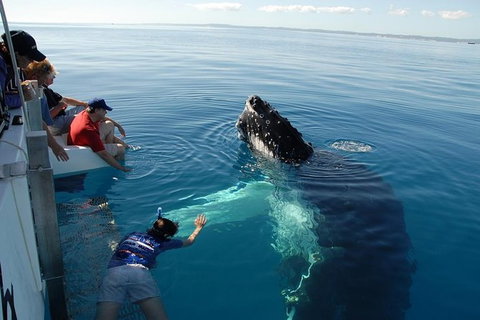 Blue Dolphin Exclusive Whale Watch Encounters - Darwin Holiday 5