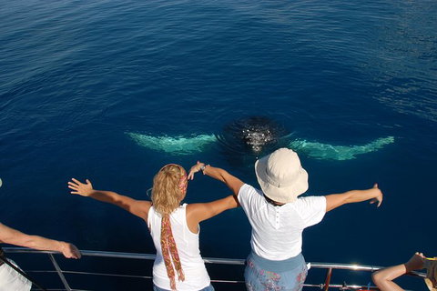 Blue Dolphin Exclusive Whale Watch Encounters - Darwin Holiday 3