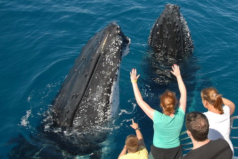 Blue Dolphin Exclusive Whale Watch Encounters - Darwin Holiday 8